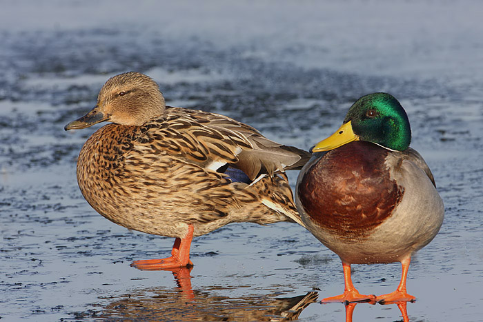 koppeltje wilde eenden.jpg